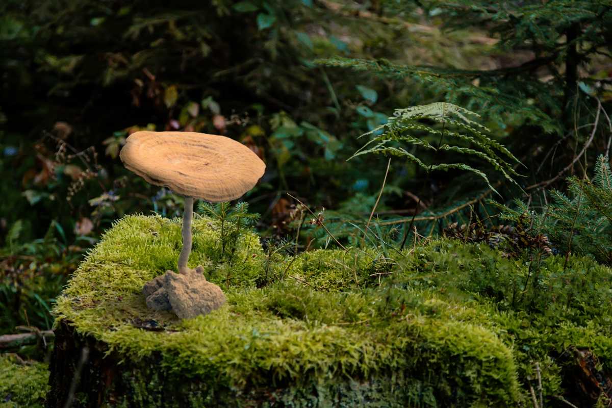 Science behind tiger milk mushroom - research and respiratory support